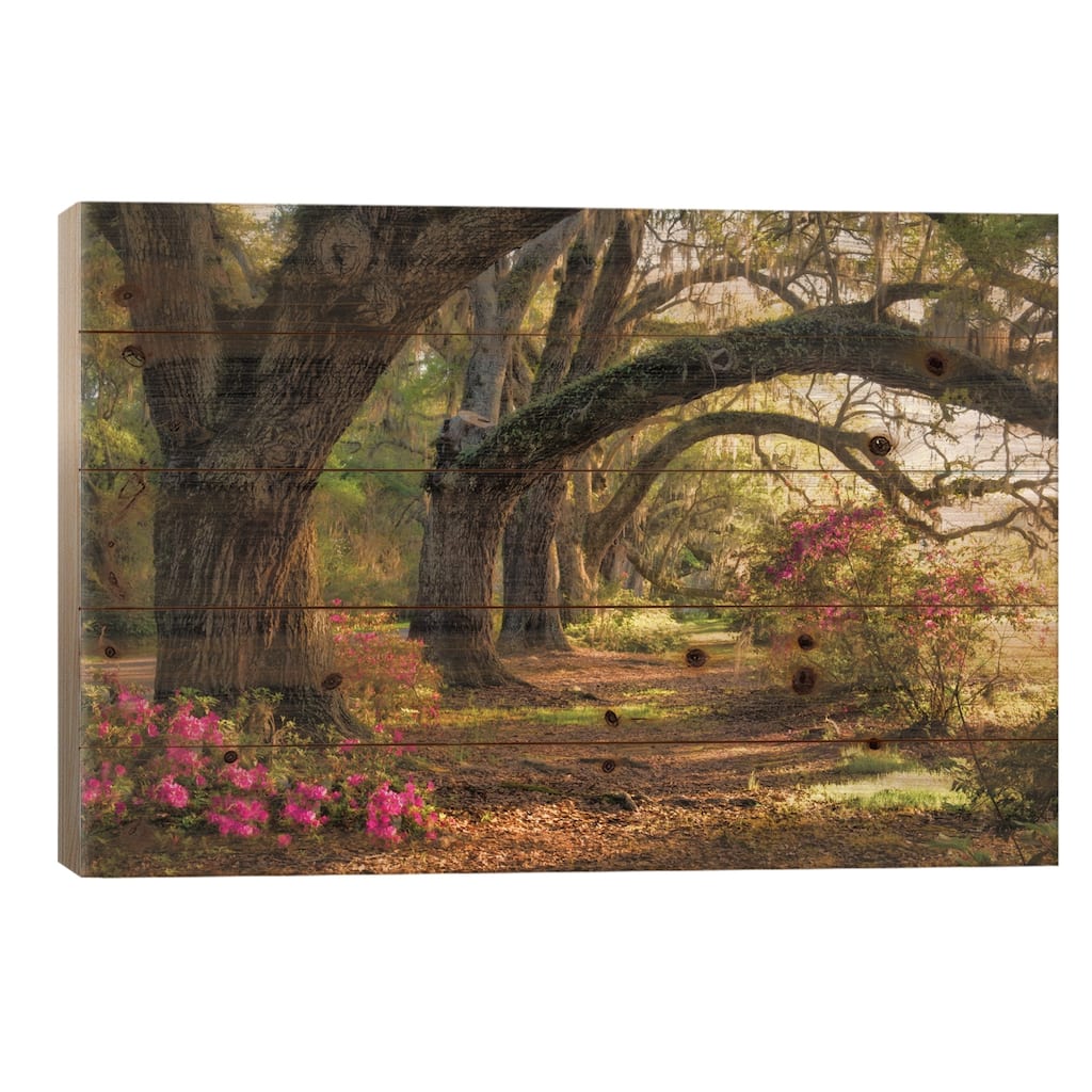 Under The Live Oaks I Print On Wood by Danny Head - Multi-Color