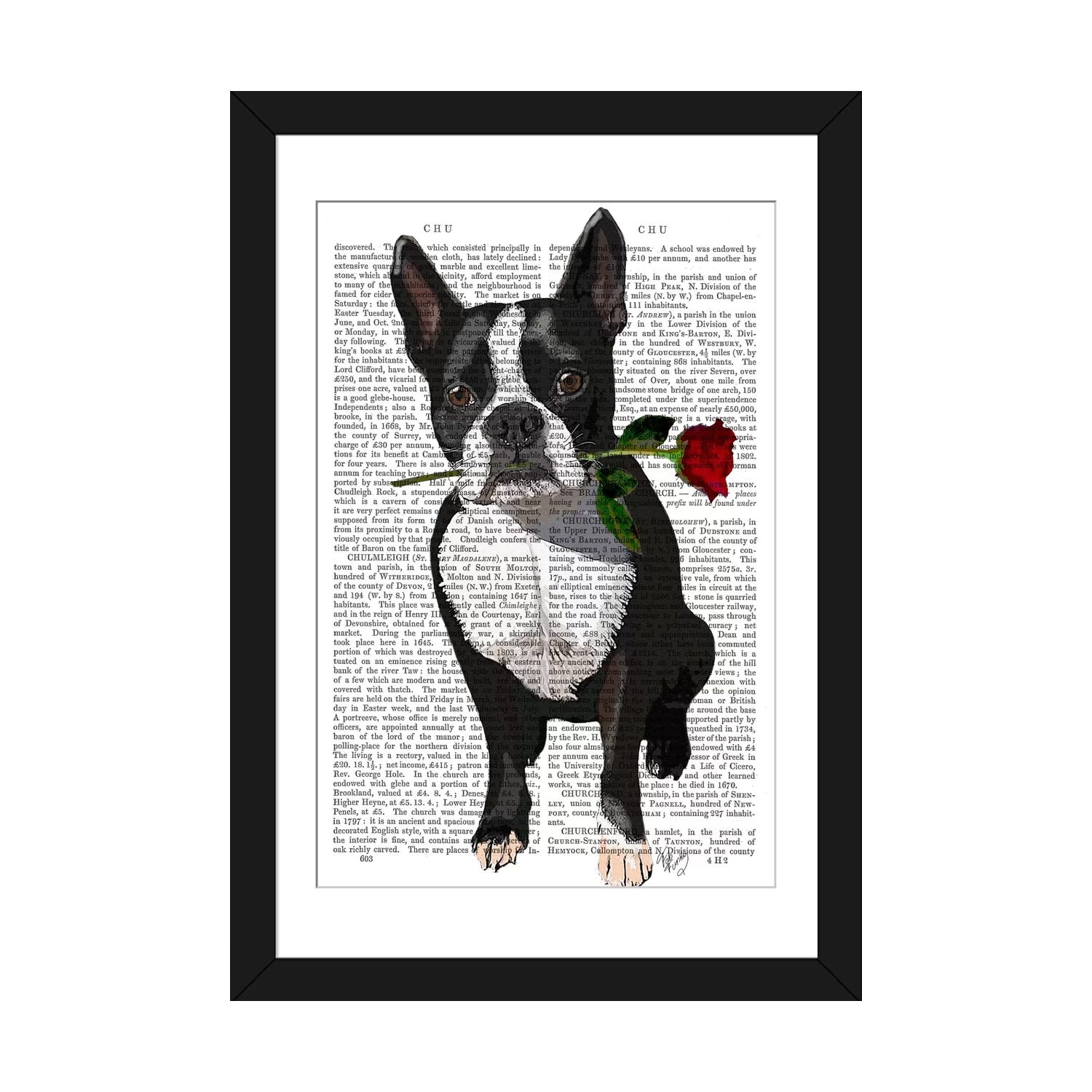 Daisy hill boston top terriers
