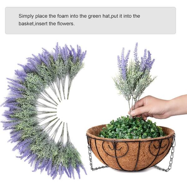 lavender plant pics Buena Vista English Lavender, Lavandula angustifolia