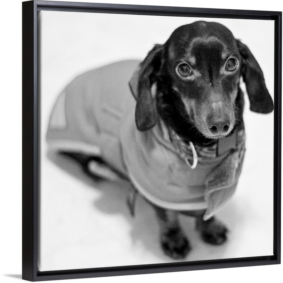 Shop Daschund With A Coat Black Float Frame Canvas Art Overstock 25511944