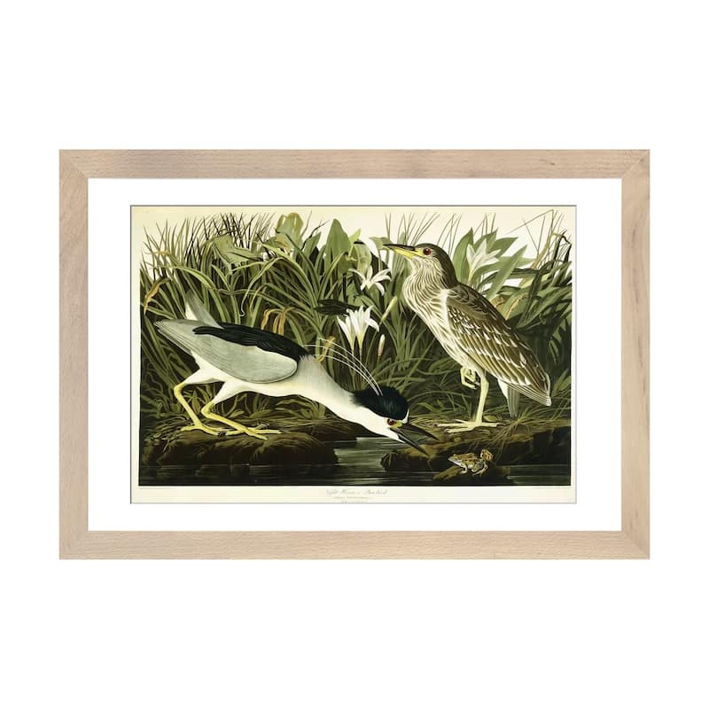 iCanvas "Night Heron or Lua Bird, 1835 " by John James Audubon - Natural - 16x24x1