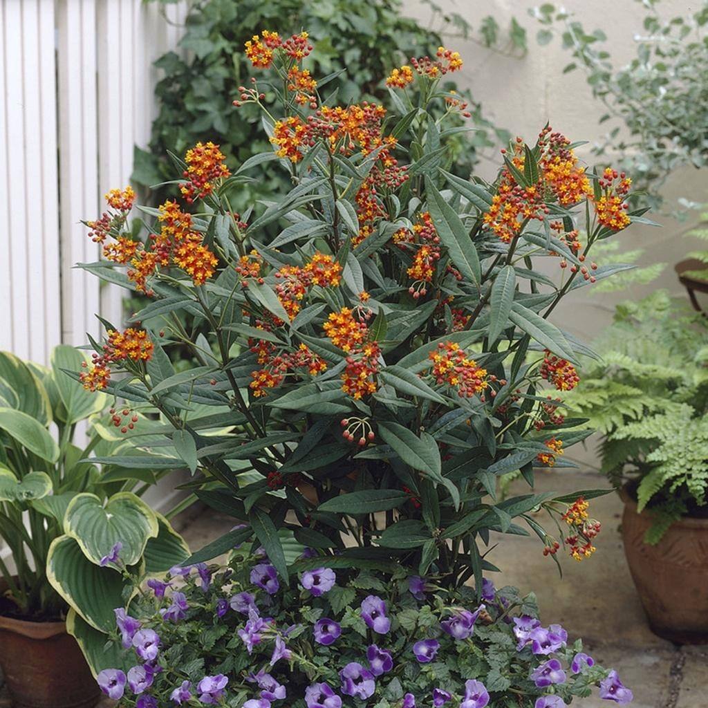Van Zyverden Asclepias Gay Butterfly Mixture Support The Monarchs Set of 3 Roots