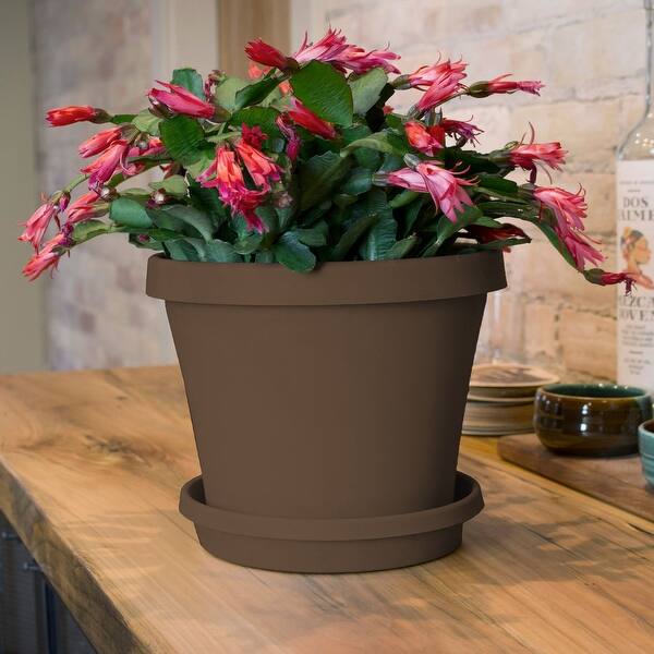 Bloem Terra Pot Round Drain Saucer: 14" - Chocolate - Matte Finish, Durable  Resin, Ribbed Bottom - Bed Bath & Beyond - 30787472
