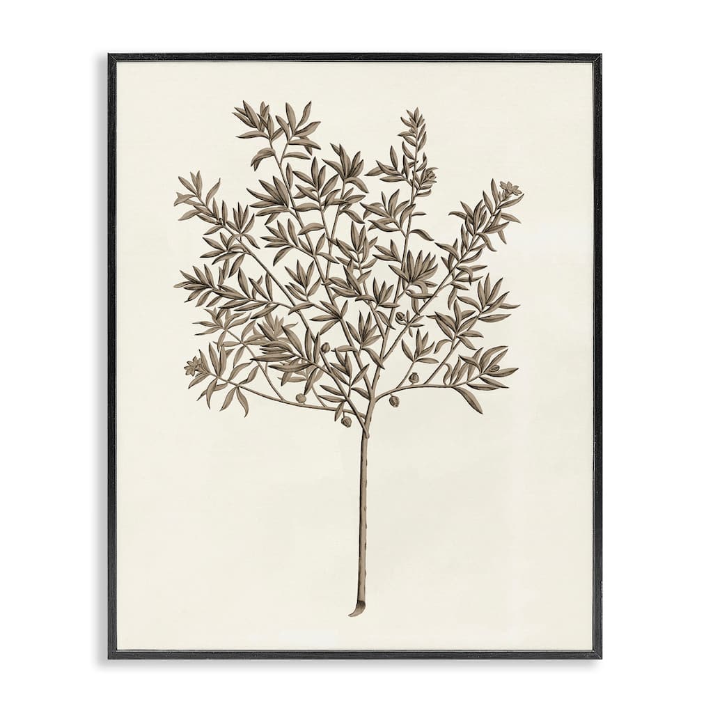 Stupell Vintage Study of Olive Tree Framed Giclee Art Design By Phillipa Katz