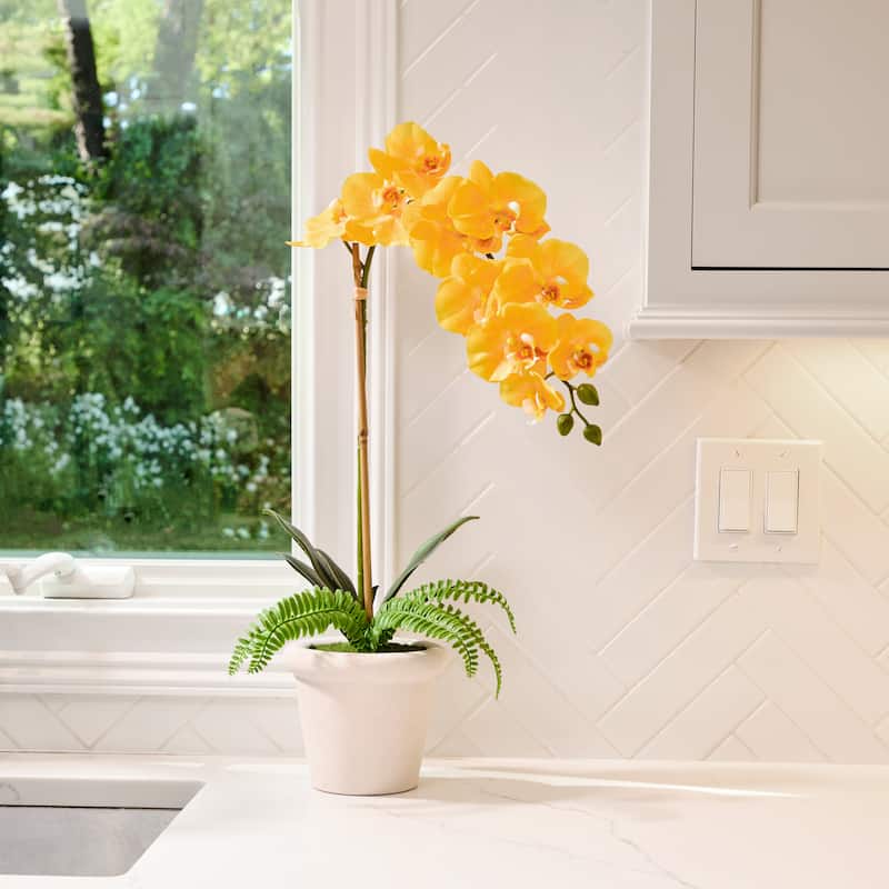 24" Pe Phalaenopsis And Fern In Terracotta Pot