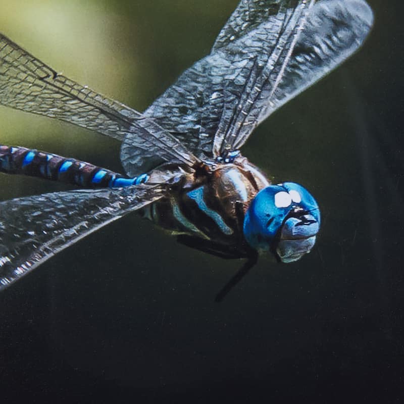 Dragon Fly Framed Art Print