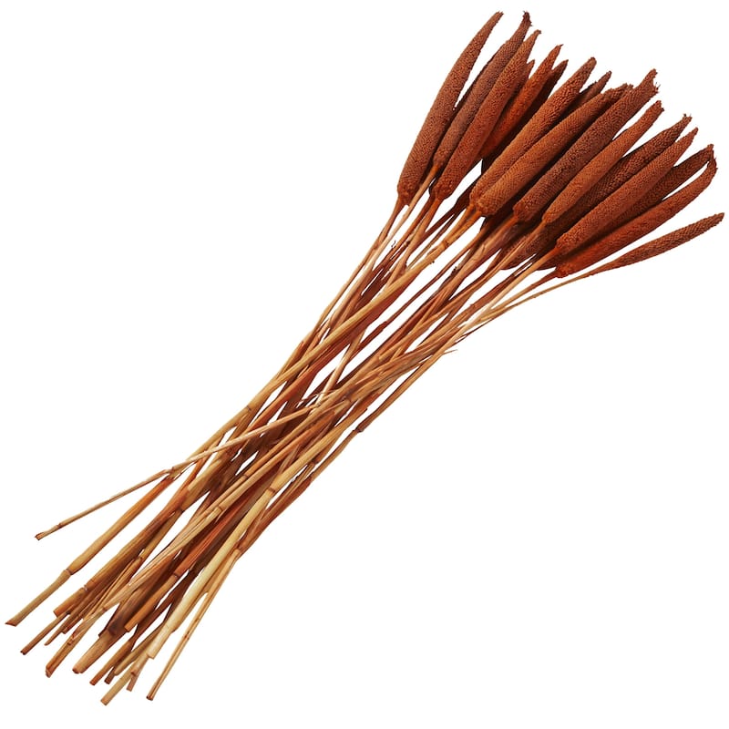 Dried Plant Bunny Tail Home Decor Natural Foliage - White, Red, Dark Brown, Orange, Green, Pink, Yellow - Roche River Decor