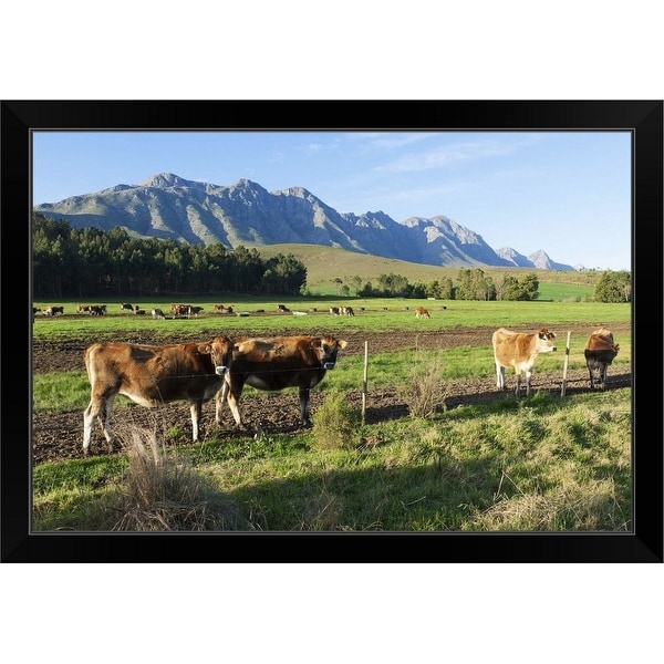 "Cows grazing in the pastures of a Greyton Farm, Overberg, South Africa" Black Framed Print