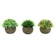 preview thumbnail 2 of 4, Set of 3 Frosted Green Artificial Boxwood Grass Leaf Succulent Mix Small Plant in Pot 4.5in - 4.5" H x 4.5" W x 4.5" DP