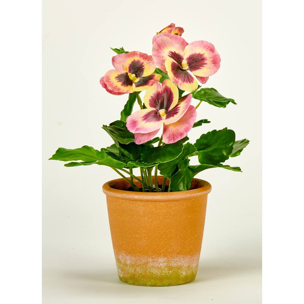 10" Pansy in 4" Clay Look Pot, Pink - 10
