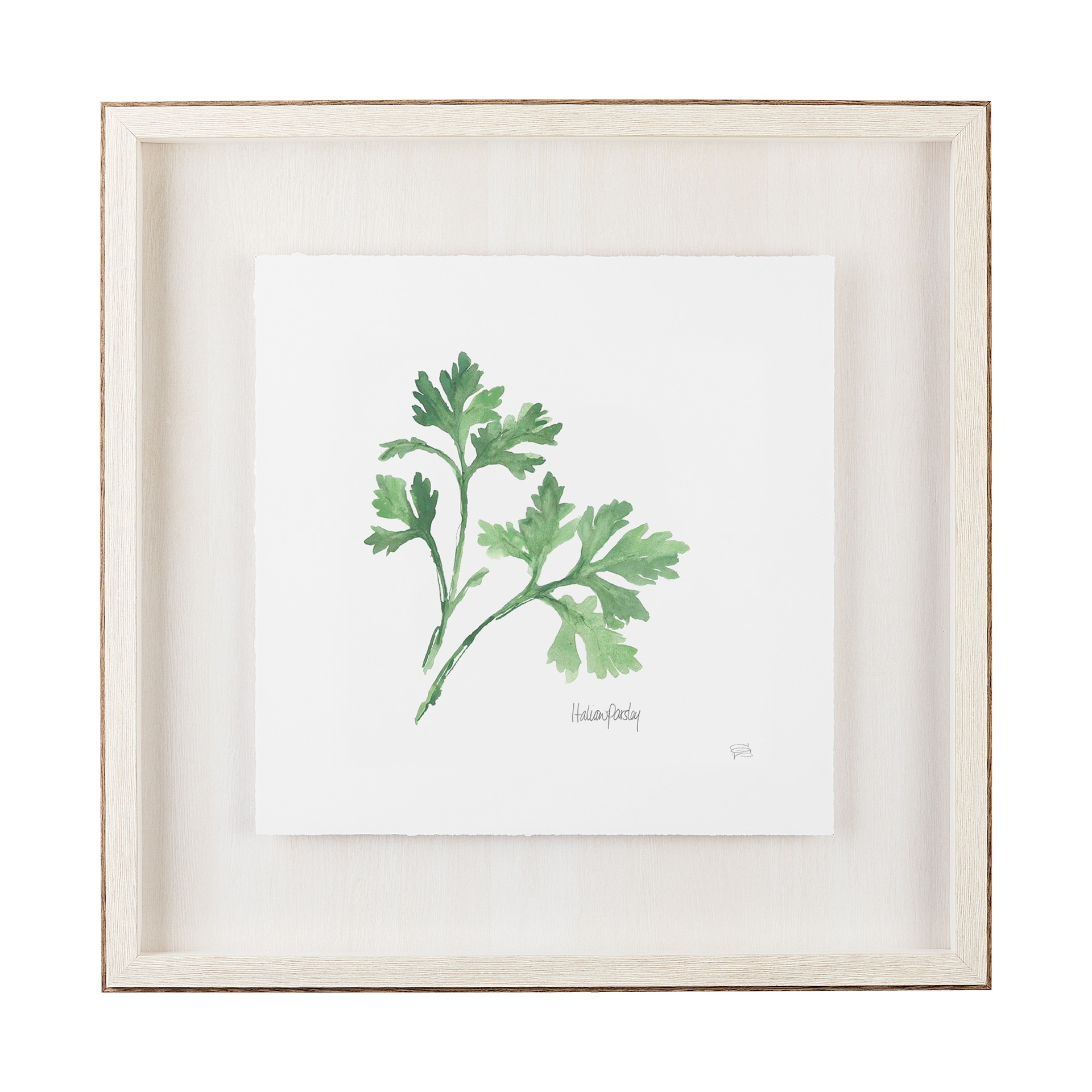 Mercana Italian Parsley v2 by Chris Paschke a Framed Art Print Matted under Glass