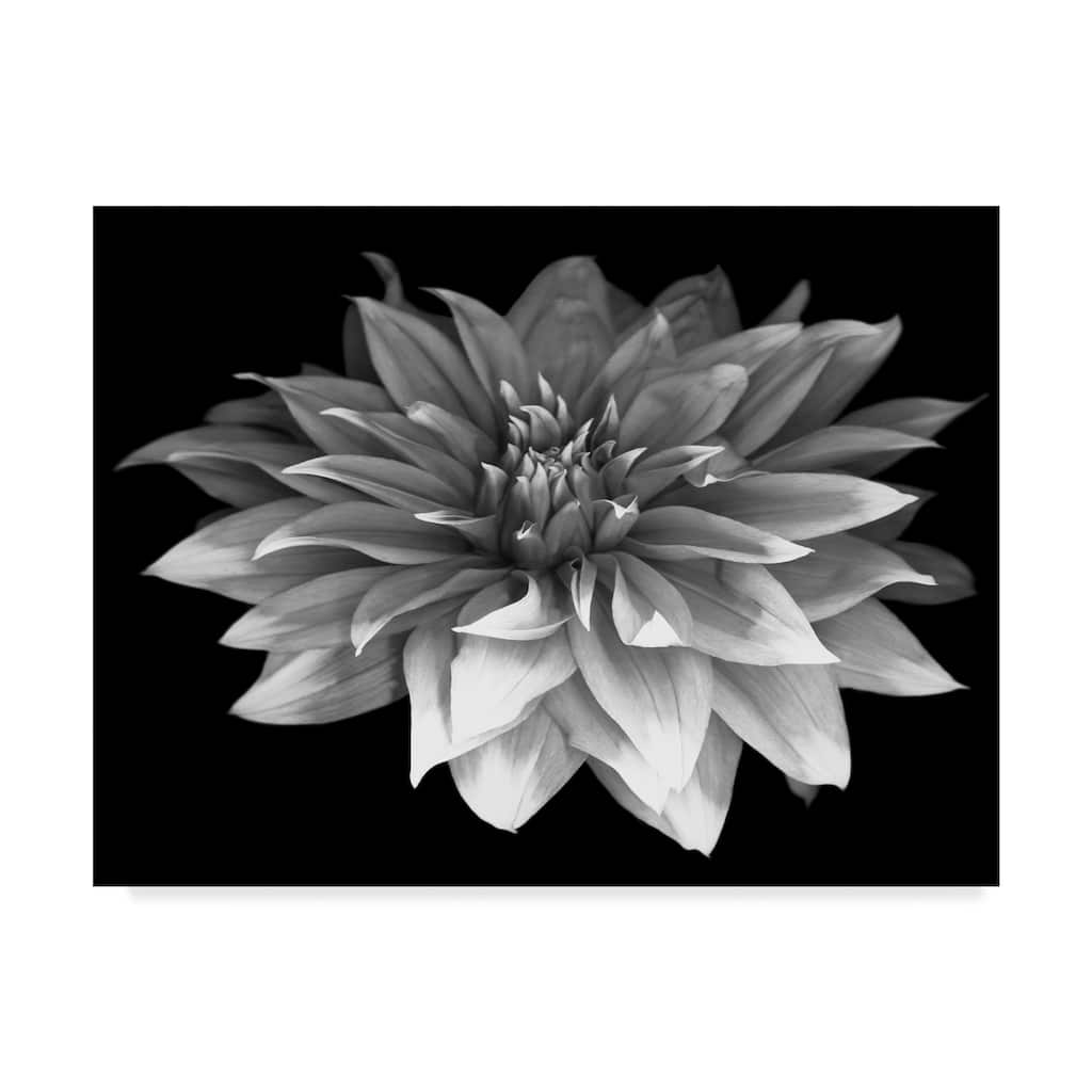 Susan S. Barmon 'Perfect Dahlia 1 Black And White' Canvas Art