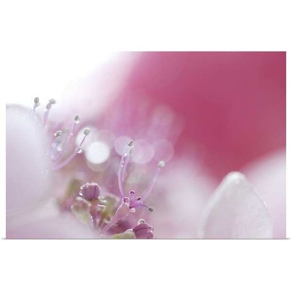 "Hydrangea" Poster Print