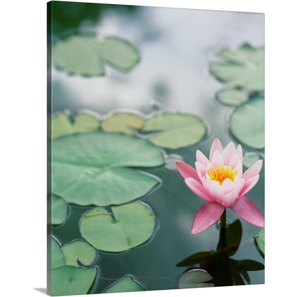 "Lotus in pond" Canvas Wall Art