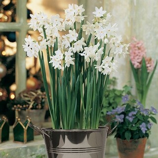 Van Zyverden Paperwhite Kit with Artisan Decorative Planter - Bed Bath ...