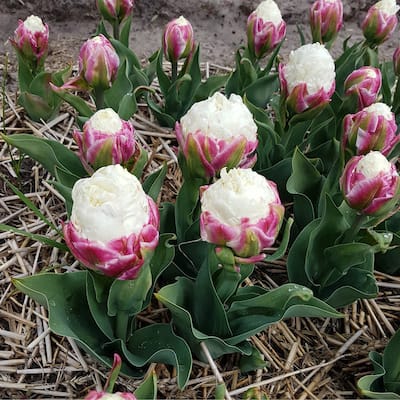 Double Scoop Ice Cream Tulips - Red & White Flowers - 9 Bulbs - Attracts Butterflies, Bees & Hummingbirds - 9 Bulbs