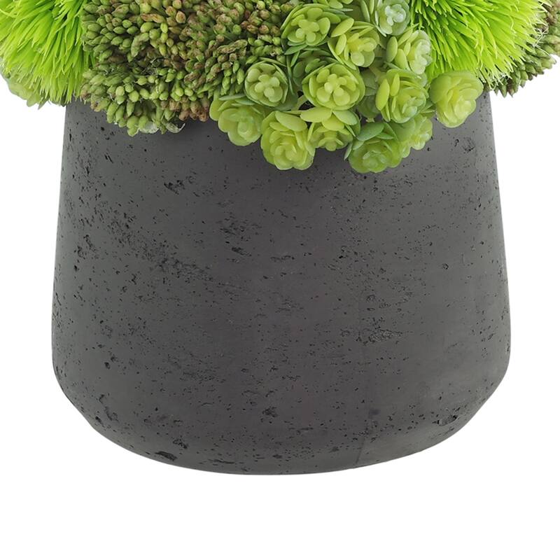 Assorted Succulents and Sedum in a Pot - Green