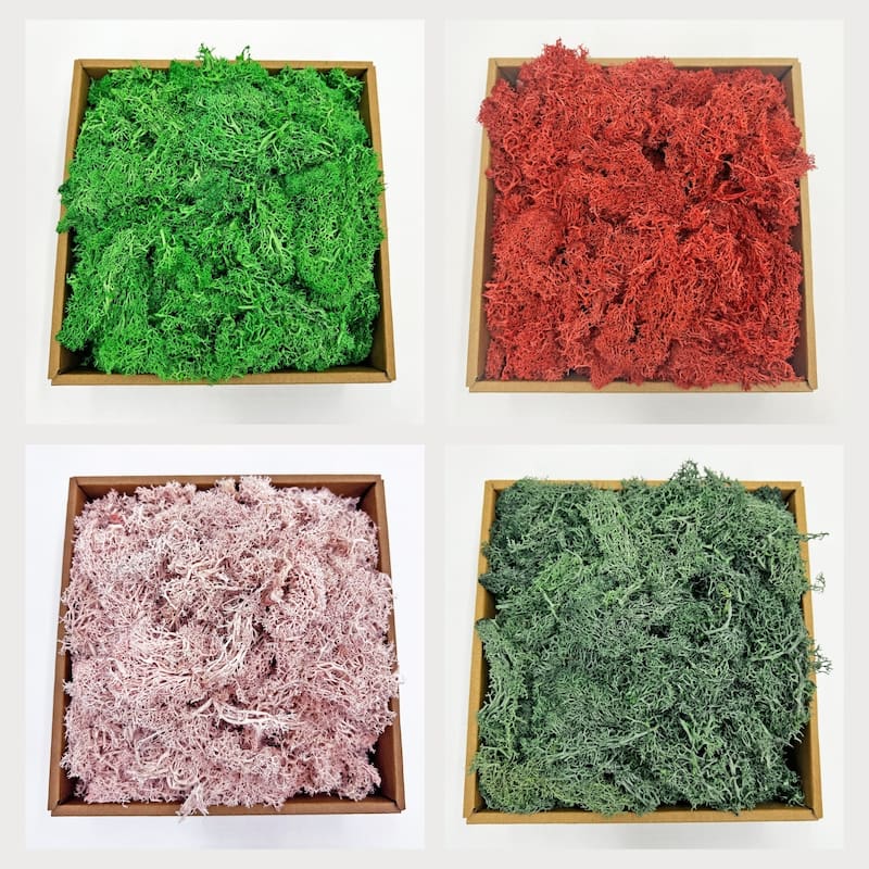 Preserved Reindeer Moss in Multiple Colors