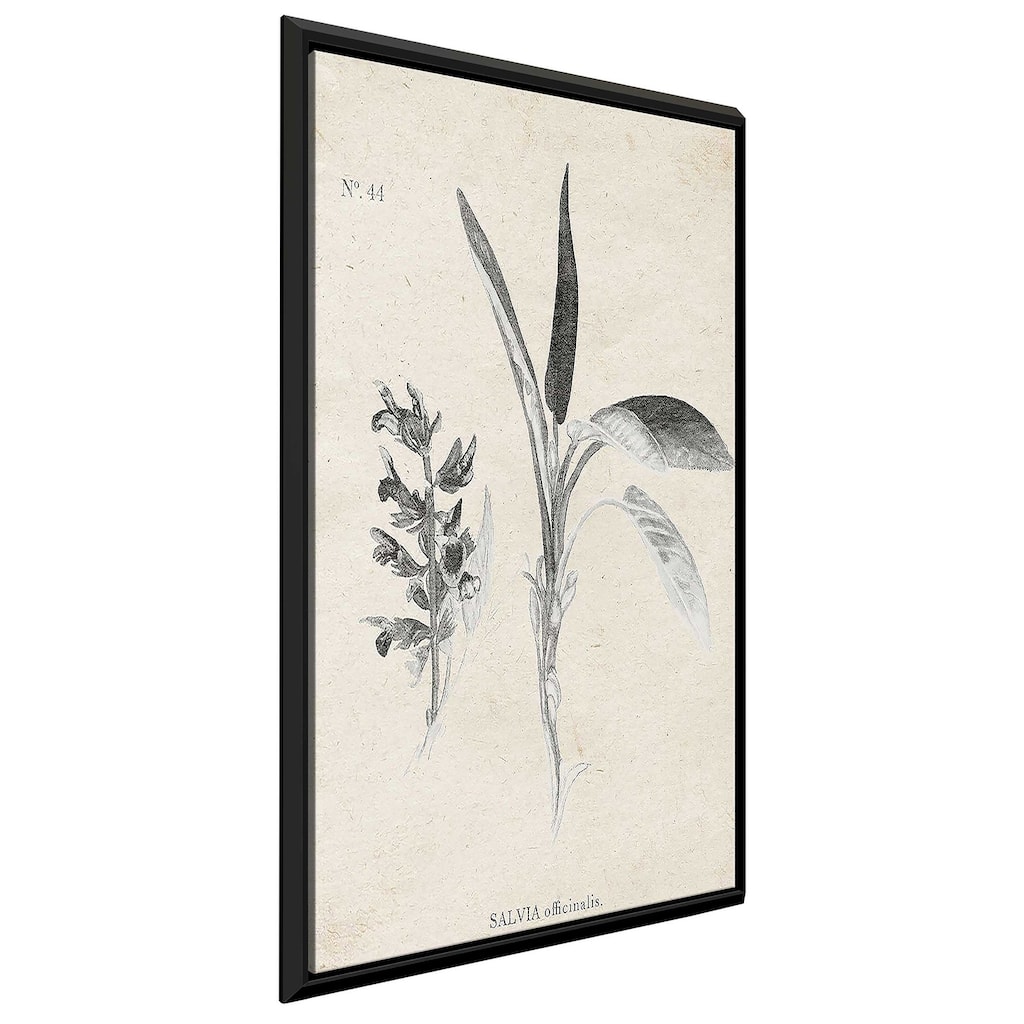 "Latin Botanicals II" Print on Floating Canvas