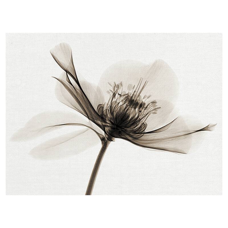 Hellebore II Canvas Art Print
