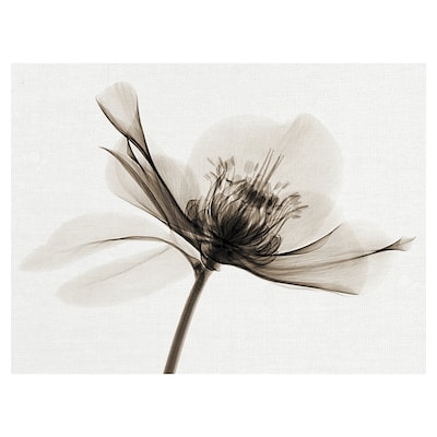 Hellebore II Canvas Art Print
