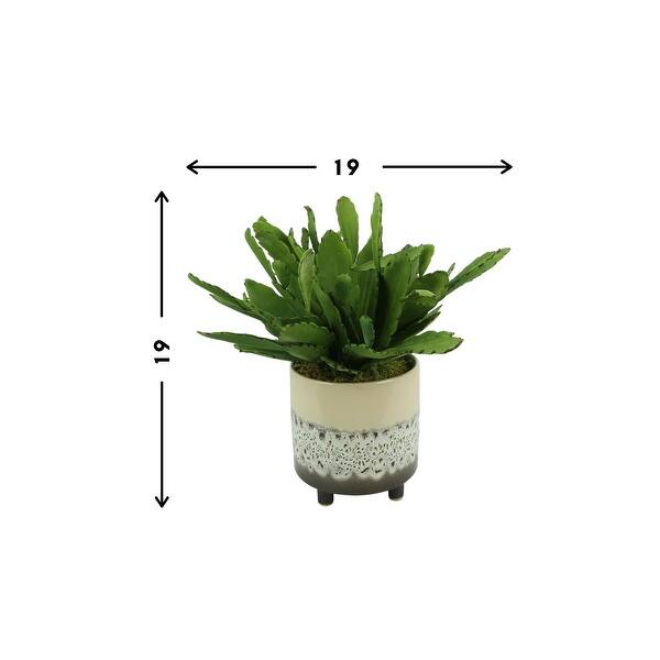 calathea lancifolia kaufen Calathea
