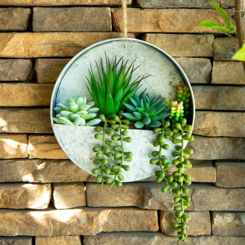 Succulent in 8" Hanging Galvanised Tin Wall Planter - ONE-SIZE