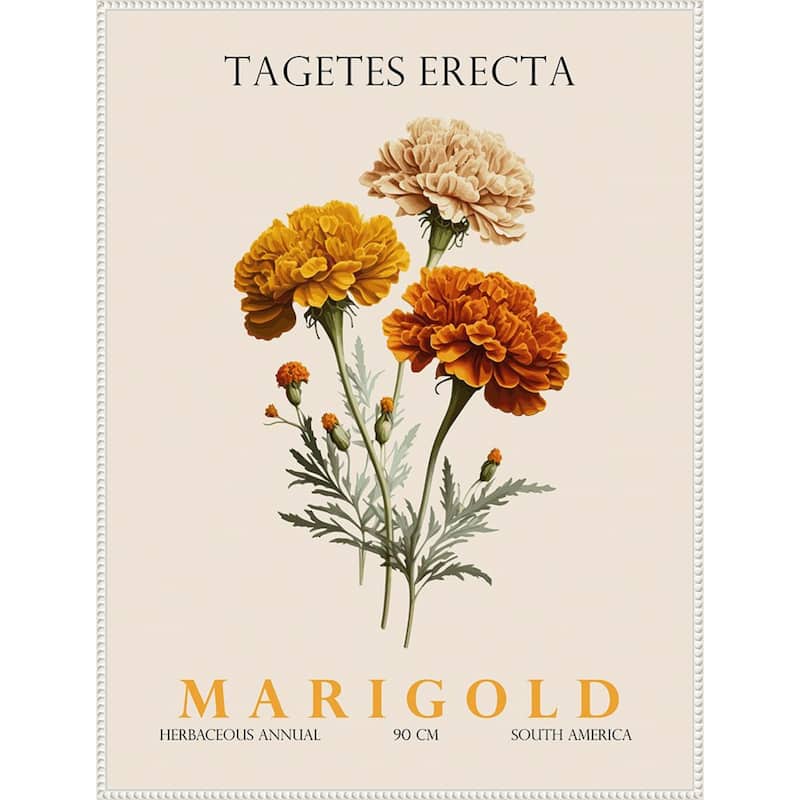 Vintage Botanical Marigold Illustration by Christopher Giampietro Framed Canvas Wall Art Print