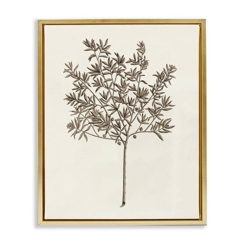 Stupell Vintage Study of Olive Tree Framed Floater Canvas Wall Art Design By Phillipa Katz - 25 x 31 - Gold