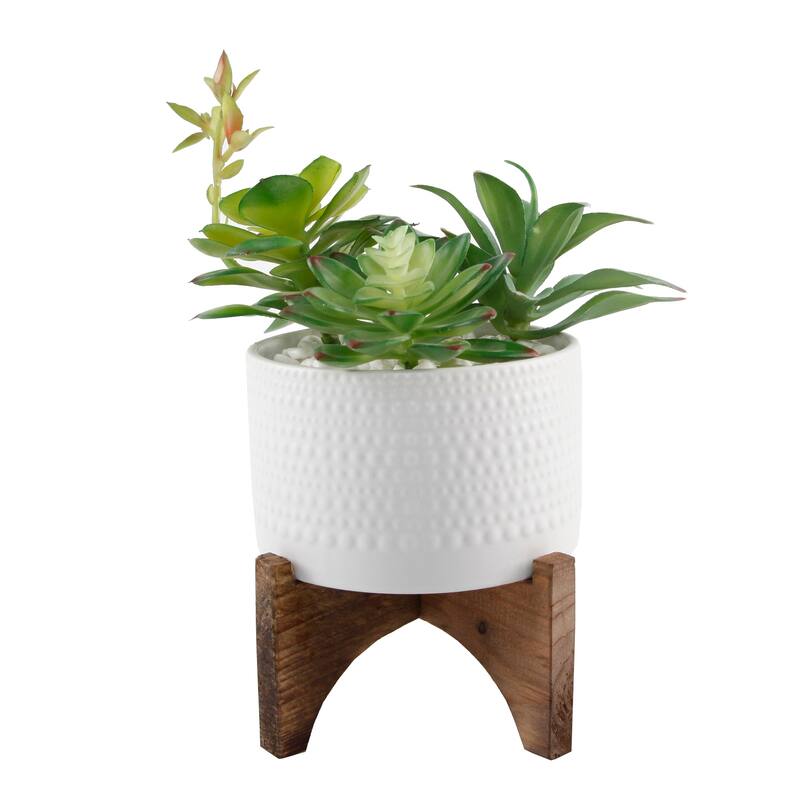 Succulent Mix in 5" White Ceramic Hobnail Planter on Wood Stand - ONE-SIZE