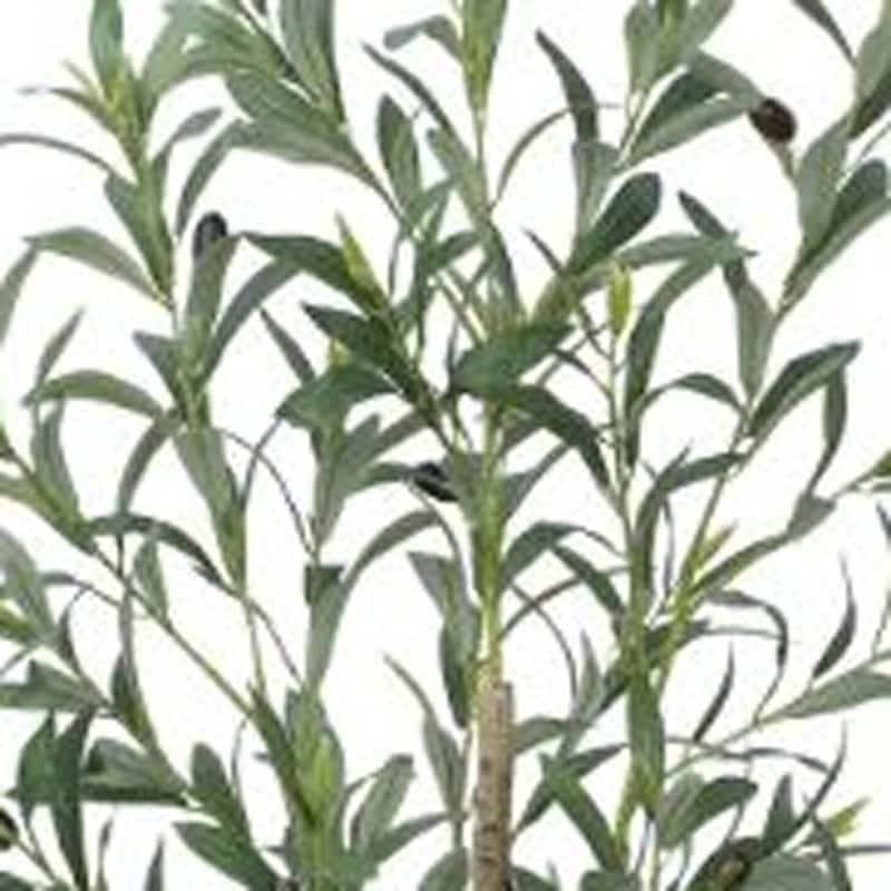 HomeRoots 47" Green Artificial Olive Tree in a Black Pot - 5.51 in. x 47.24 in. x 5.91 in.