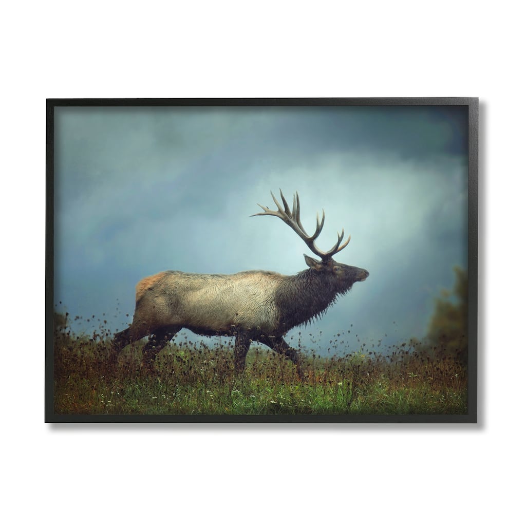 Stupell Serene Elk in Nighttime Clearing Wildlife Photography Framed Wall Art, Design by Carrie Ann Grippo-Pike