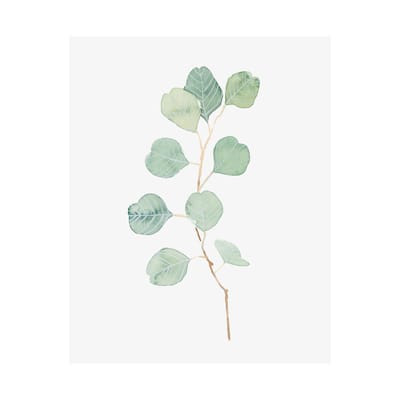 Soft Eucalyptus Branch IV (40 x 50) Canvas Art Print