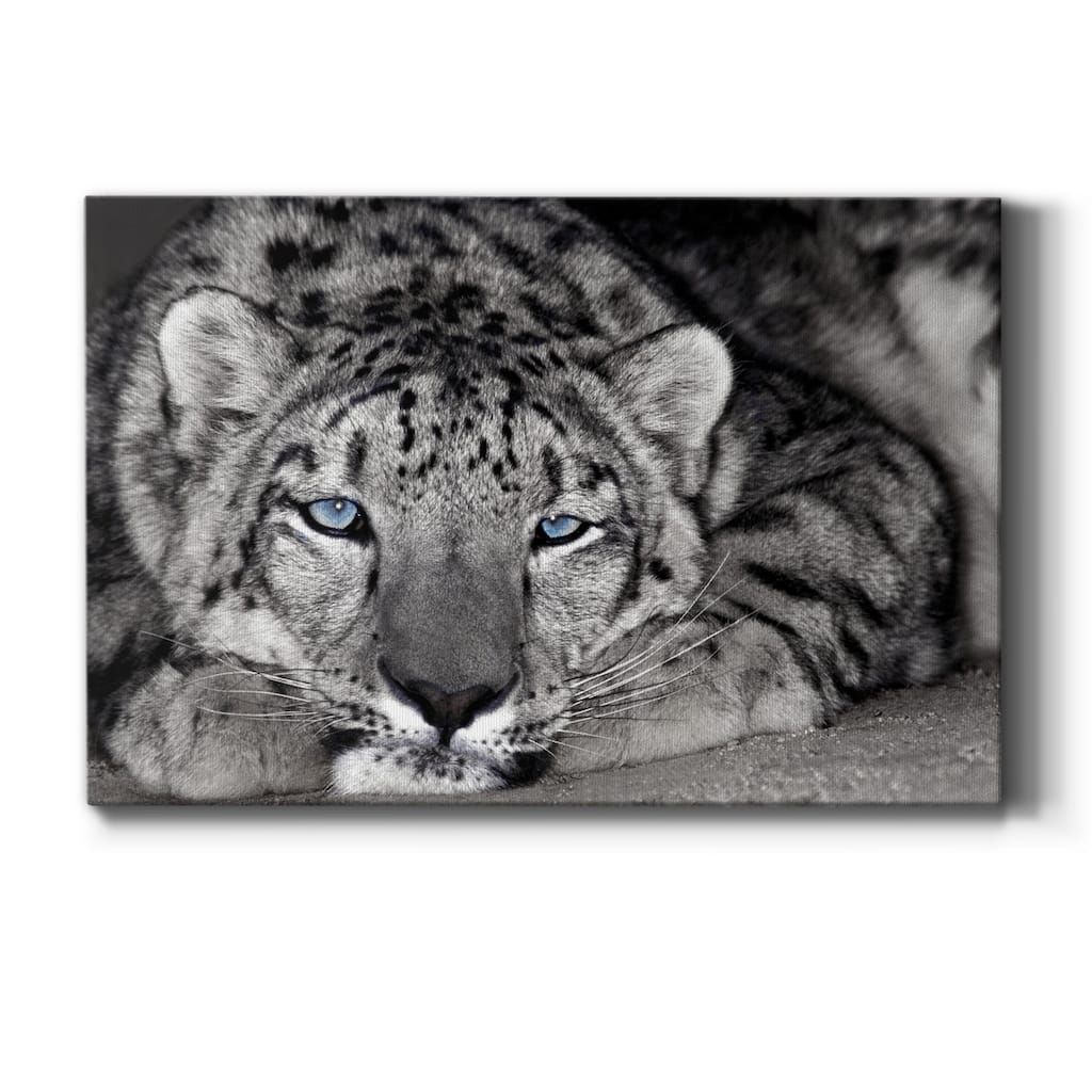 Snow Leopard Sanctuary Premium Gallery Wrapped Canvas - Ready to Hang