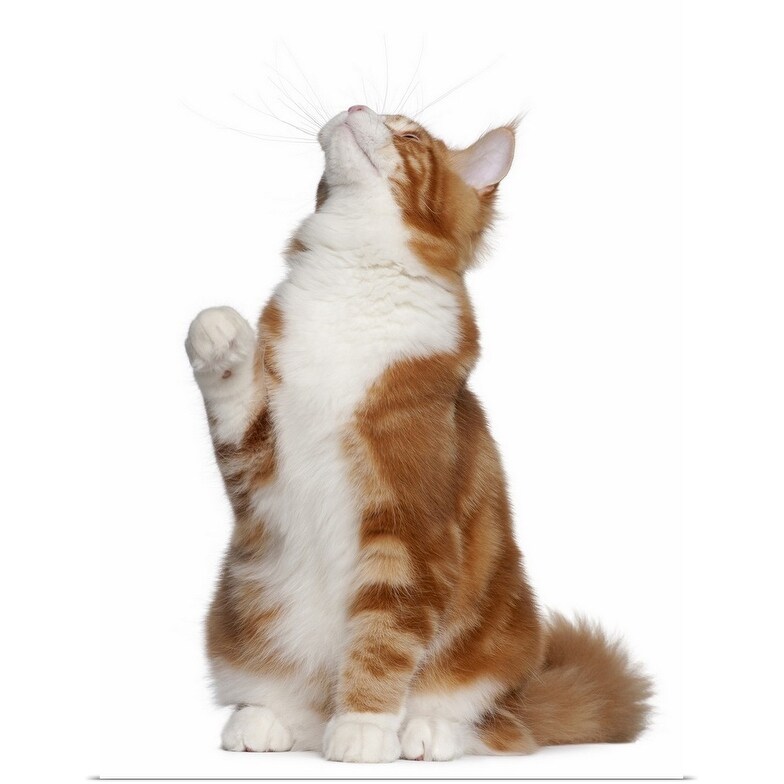 Shop Maine Coon 6 Months Old Sitting And Looking Up Poster