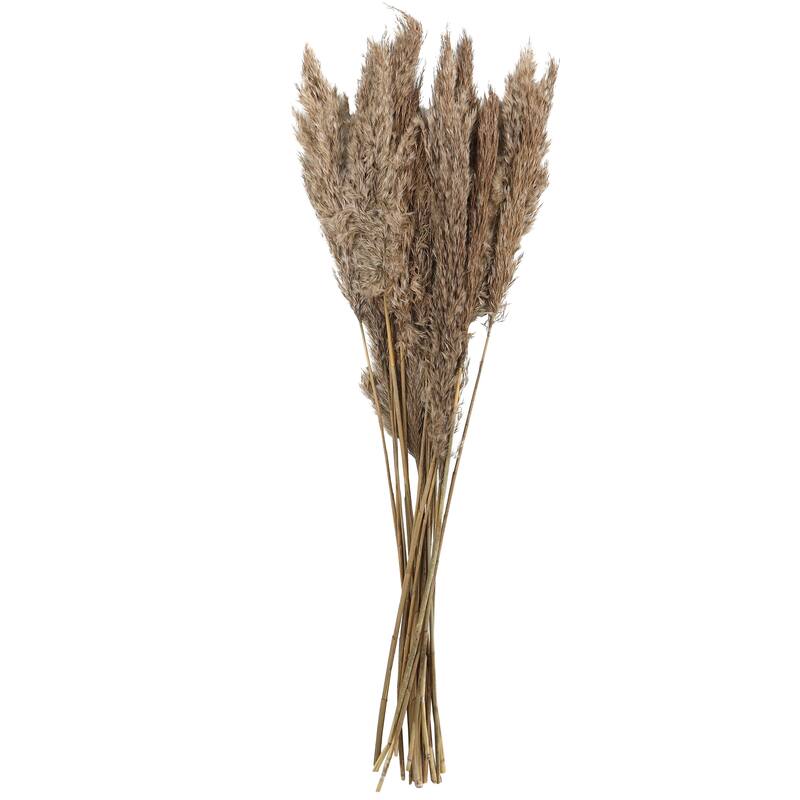 Brown Dried Plant Pampas Home Decor Natural Foliage with Long Stems