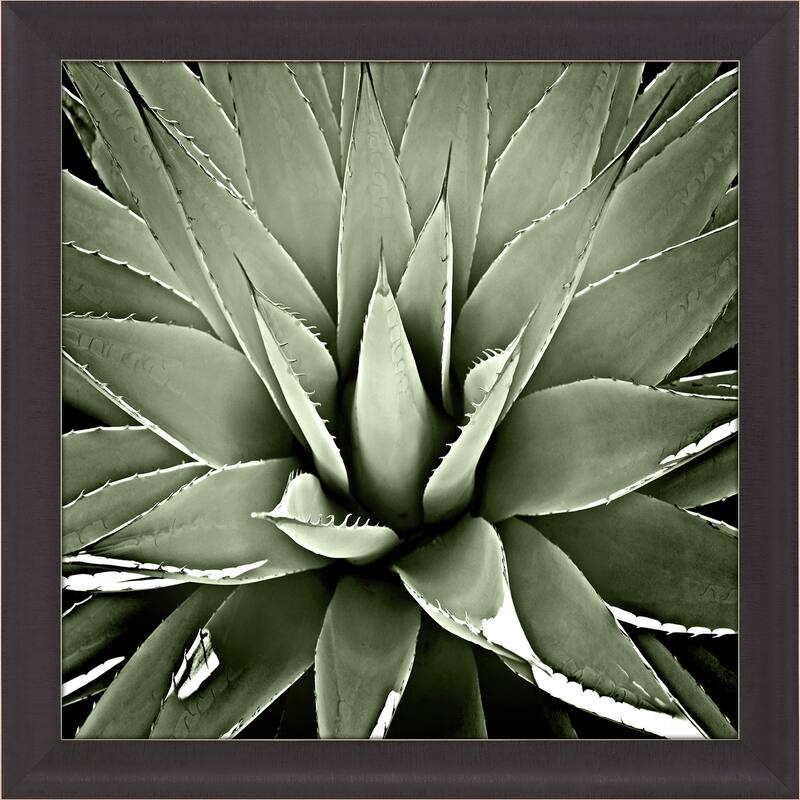 Green Succulent III Framed Art Giclee Under Glass - 35 X 35 X 2