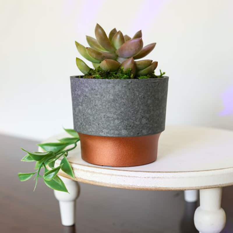 The HC Companies Sprite Succulent Planter Pot, Faux Concrete Copper (10 Pack) - 0.25