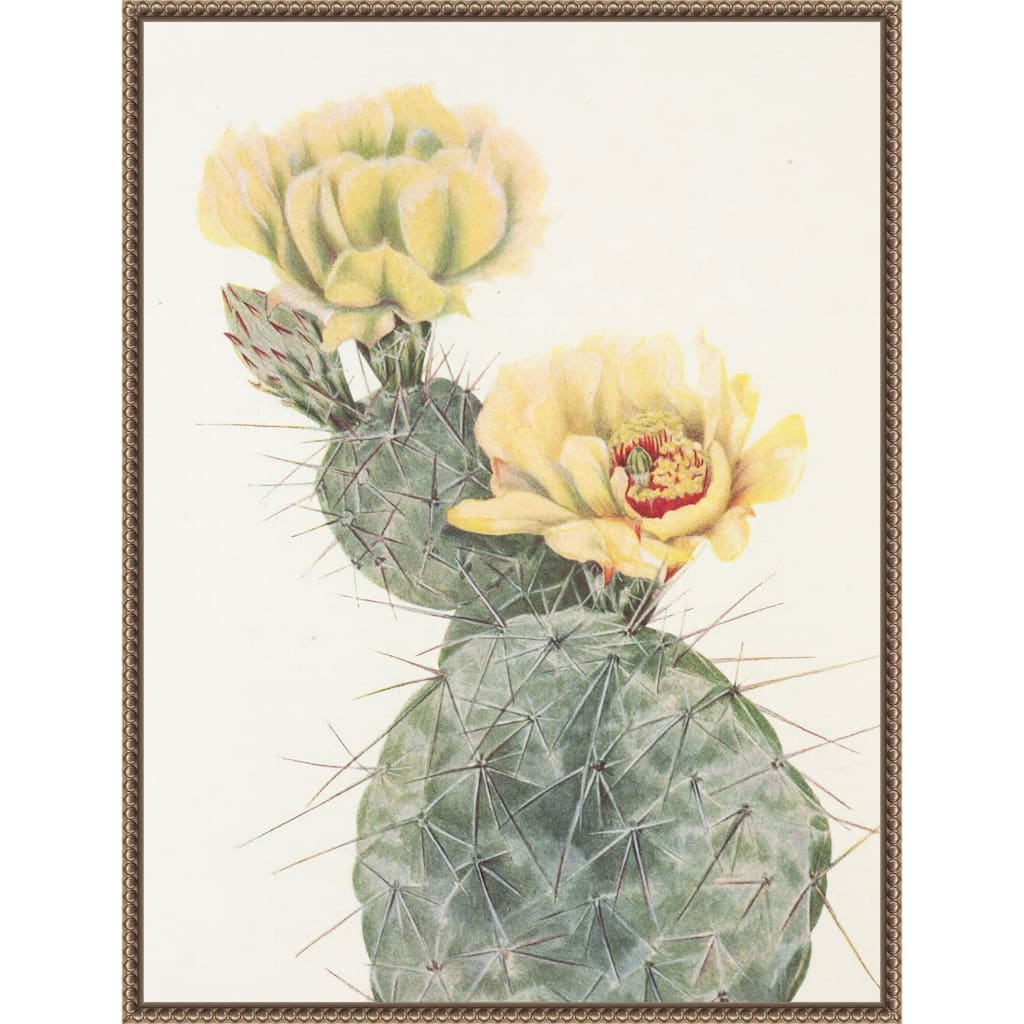 Missouri Prickly Pear From North American Wildflowers (1925) by Mary Vaux Walcott (23 x 30 in.), Framed Canvas Wall Art Print