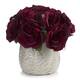 Option Burgundy