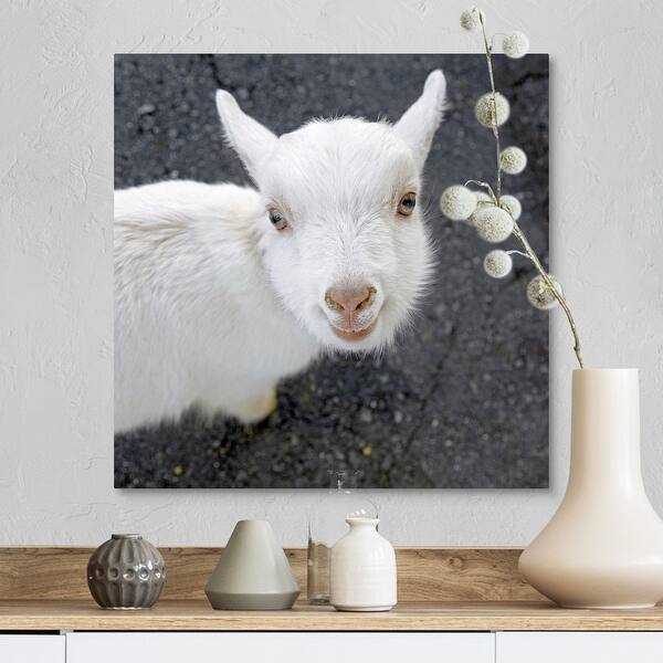 Shop Curious White Goat Canvas Wall Art Overstock 16481617