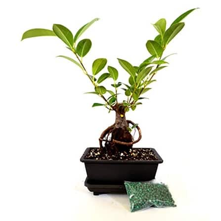 9greenbox Ginseng Ficus Bonsai Tree Water Tray Fertilizer Gift