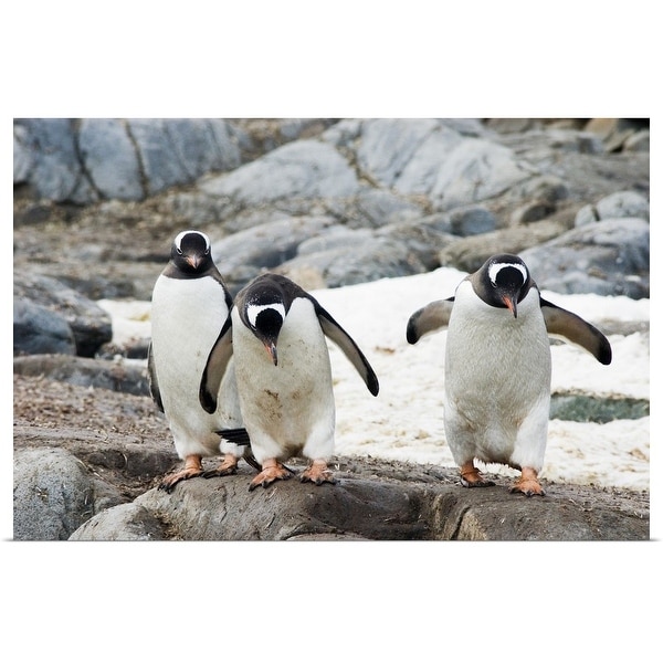 "Three gentoo penguins on rocky island, Antarctica." Poster Print