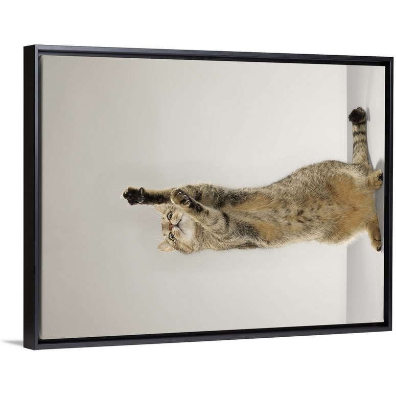 Shop Tabby Cat Standing On Hind Legs With Stretching Out Paw Black Float Frame Canvas Art Overstock 25499515