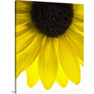 Shop Close Up Of Yellow Sunflower On White Background Studio Shot Canvas Wall Art Overstock 16480277