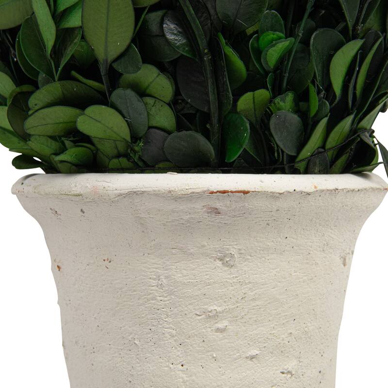 Preserved Boxwood Cone Topiary in Clay Pot