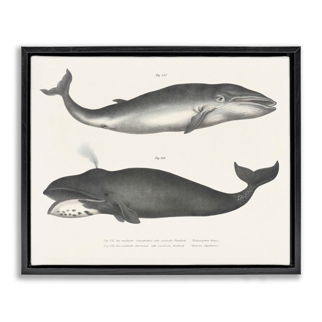 Stupell Vintage Whale Study Diagrams Framed Floater Canvas Wall Art Design By Phillipa Katz