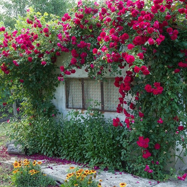 Van Zyverden Climbing Rose CL Blaze 1 Root Stock - Bed Bath
