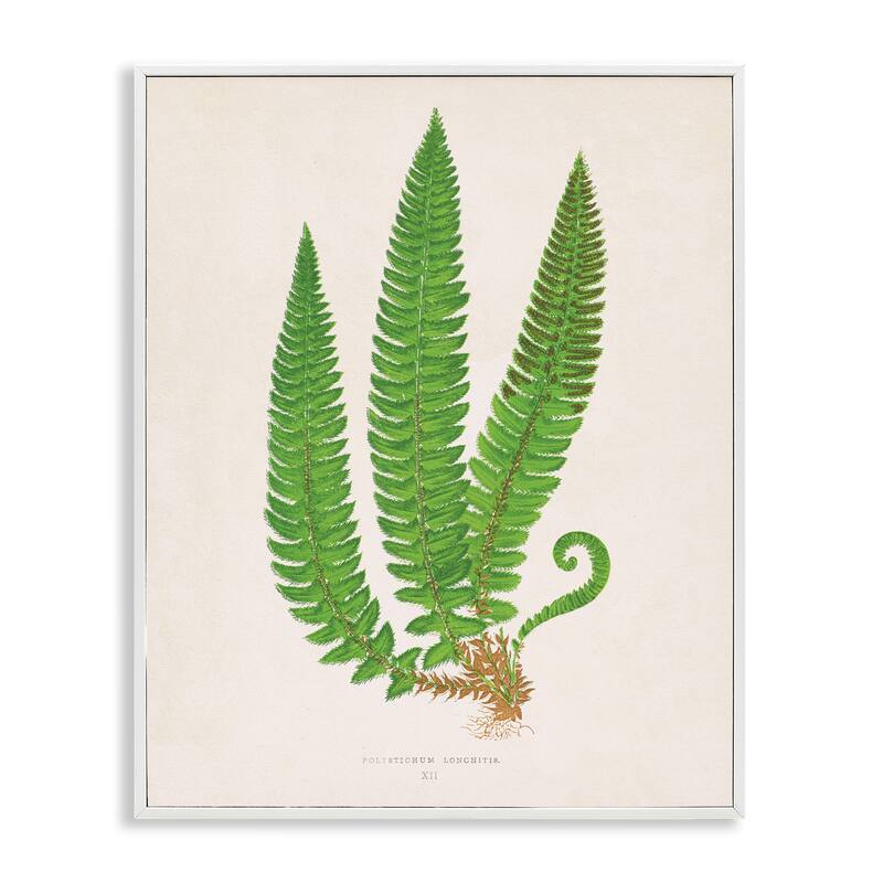 Stupell Natural Fern Branch Trio Framed Giclee Art Design By Phillipa Katz - 11 x 14 - White