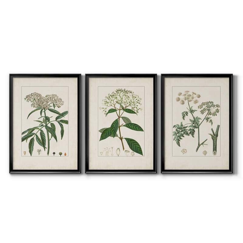 Antique Turpin Botanical VII Premium Framed Canvas - Ready to Hang - Multi-Color - 18X24 - Black